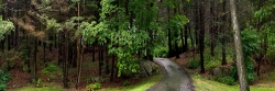 Back Road, Magnolia MA Back Road, Magnolia MA