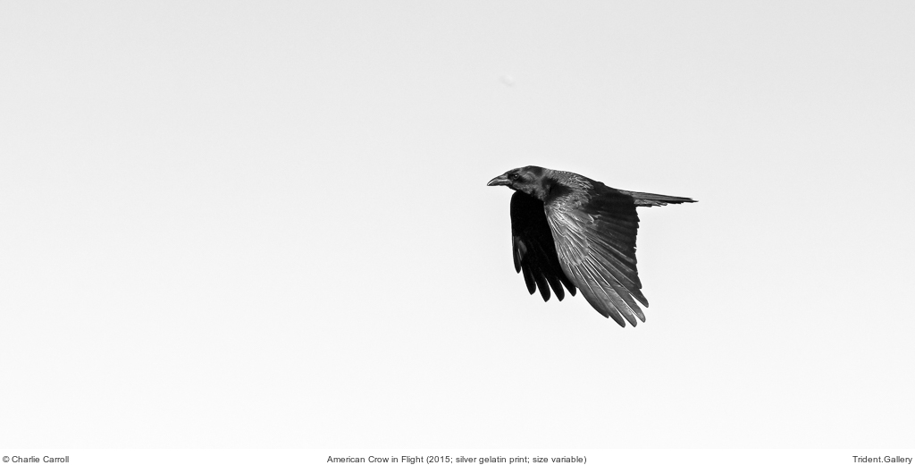 American Crow in Flight