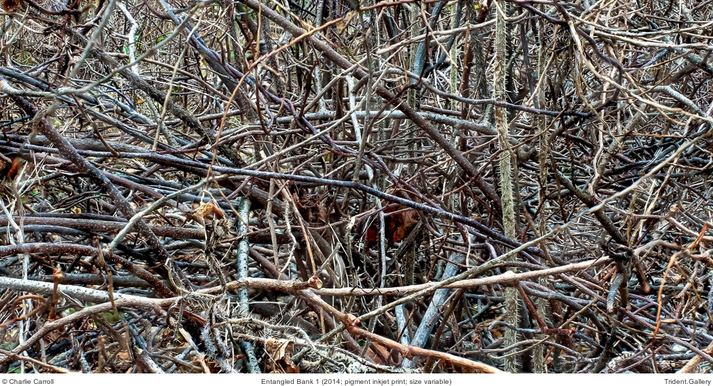 Entangled Bank 1