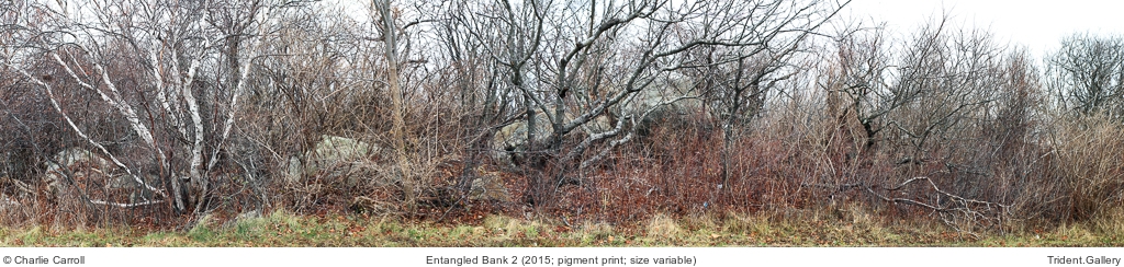 Entangled Bank 2