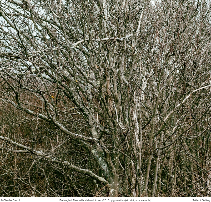 Entangled Tree with Yellow Lichen
