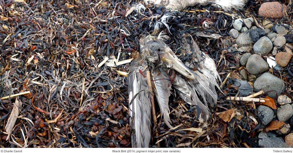 Wrack Bird