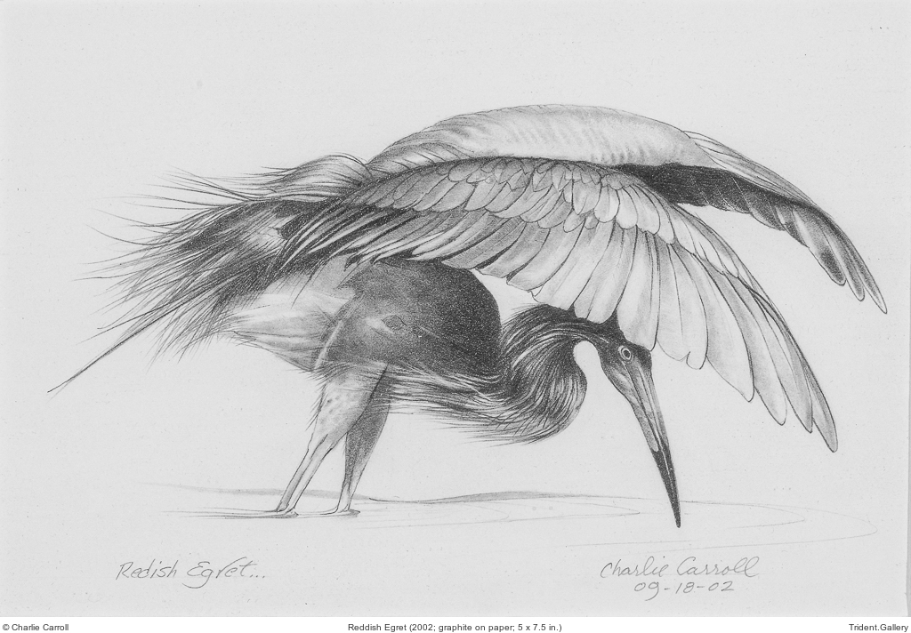 Reddish Egret