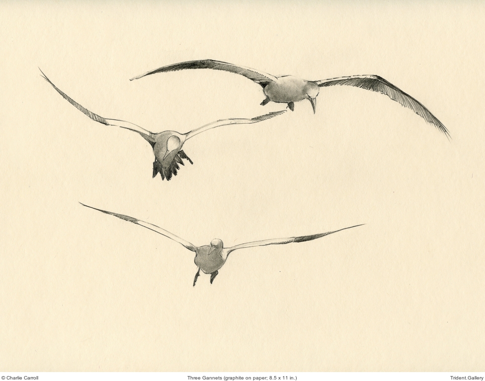 Three Gannets