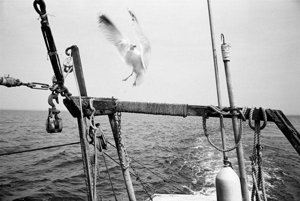 photograph of gull landing on a fishing boat